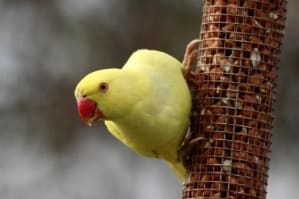 yellow parakeet on bird feeder