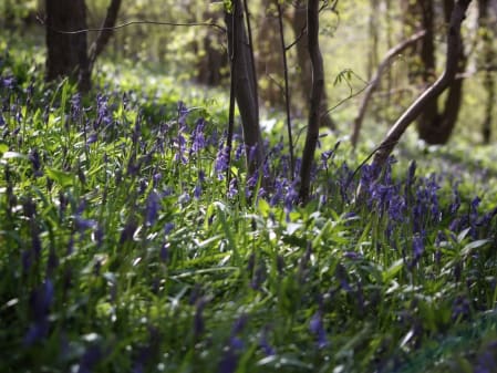 bluebells in bloom in the wood