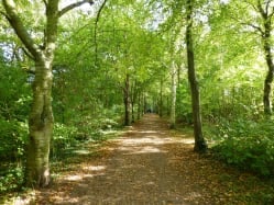 woodland route through the Park