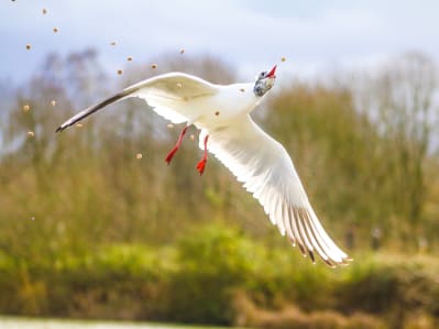bird catching food mid-flight