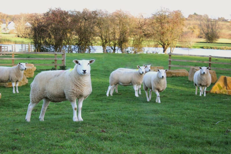 Llyen sheep on the rural estate