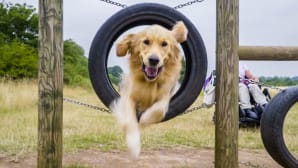 golden retriver dog leaping through a tyre on a dog agility course on a meadow in nene park