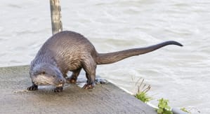 single otter on a river bank