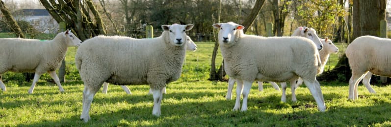 sheep on the rural estate