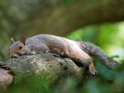 sleepy squirrel on a branch