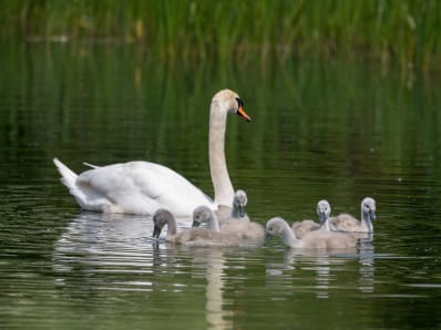 swan and cygnets on a lake