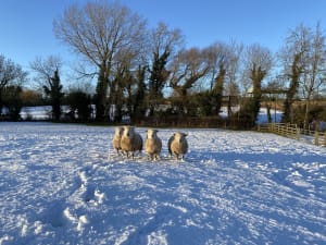 sheep in snow