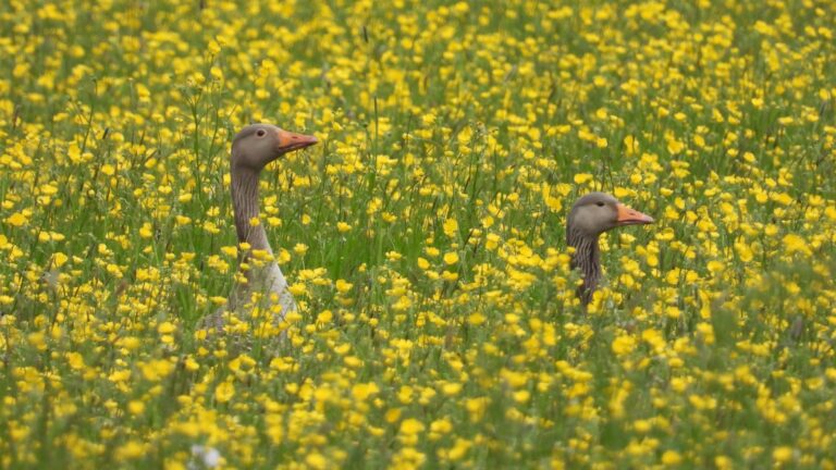 The heads of two geese showing in a field of yellow buttercups