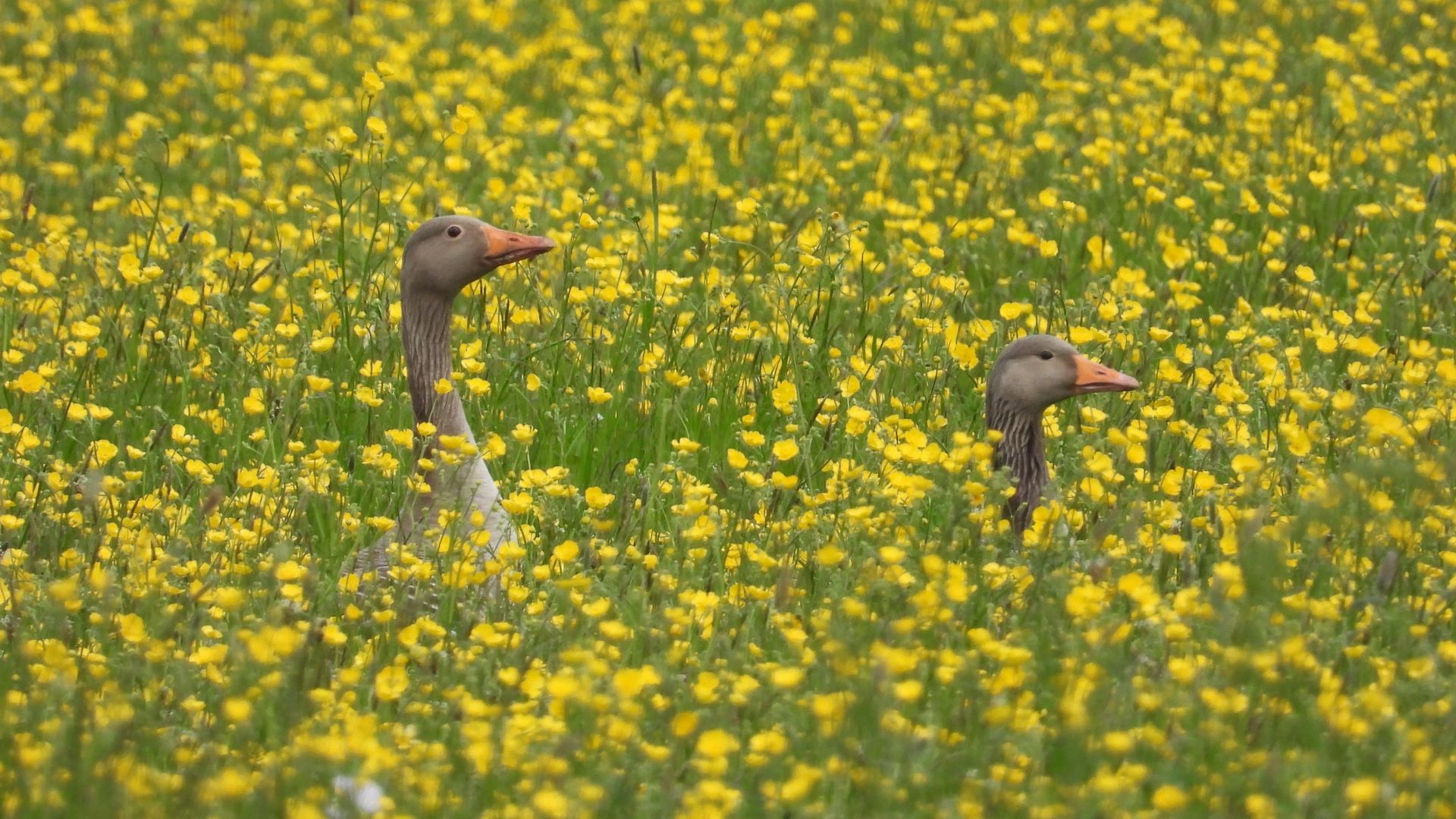 The heads of two geese showing in a field of yellow buttercups