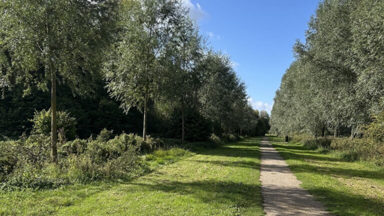 A path between two rows of green willow trees