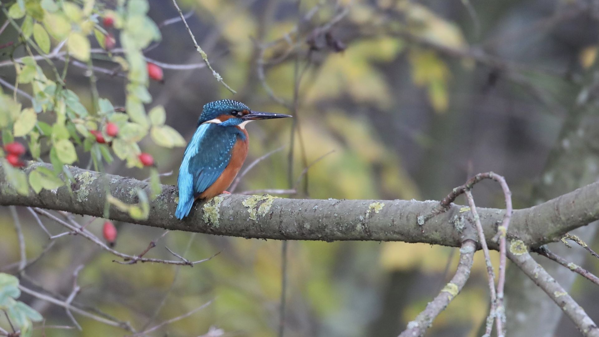 Vibrant kingfisher on a branch with green leaves and red berries