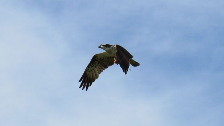 large osprey in a blue sky