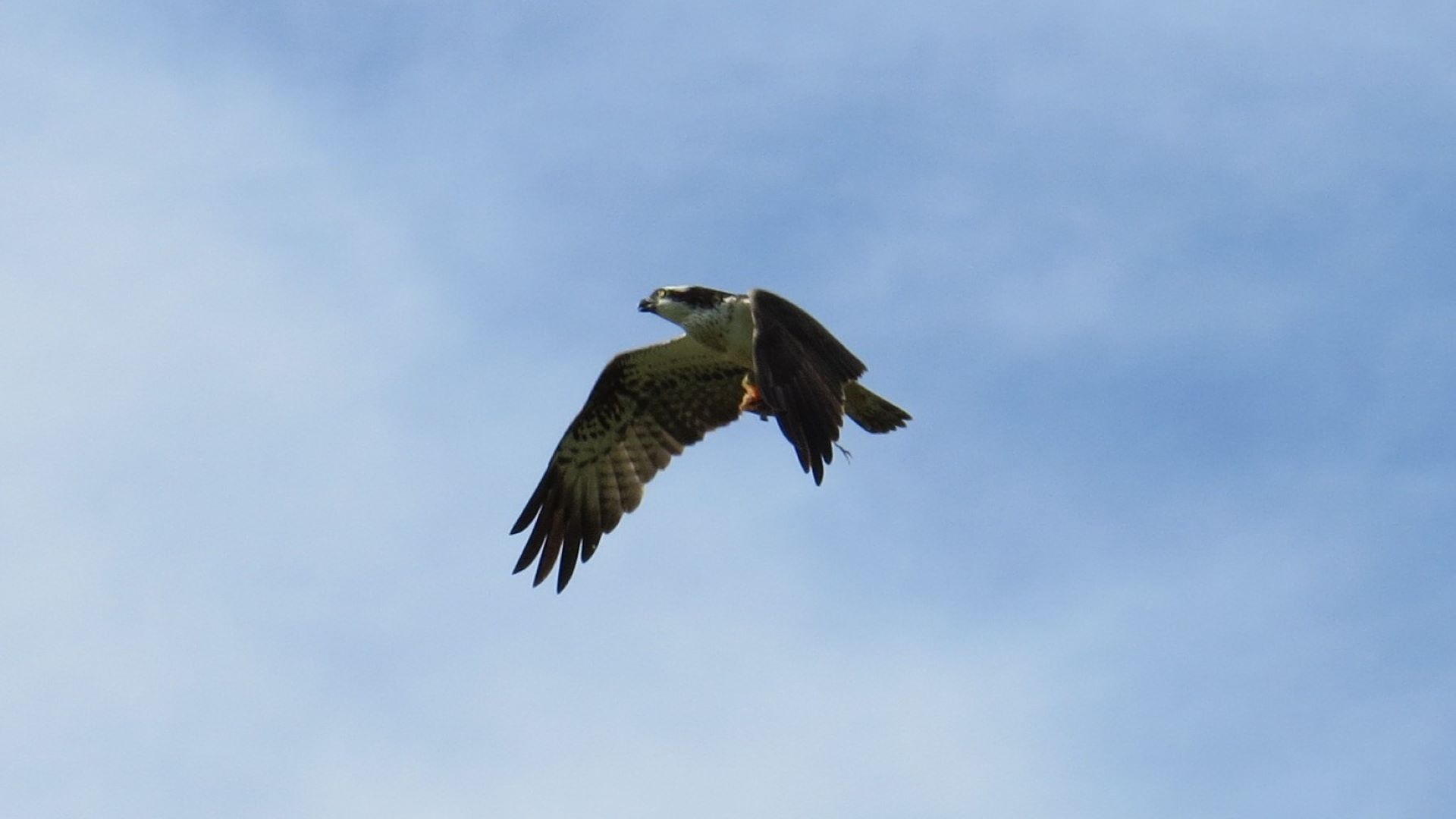large osprey in a blue sky
