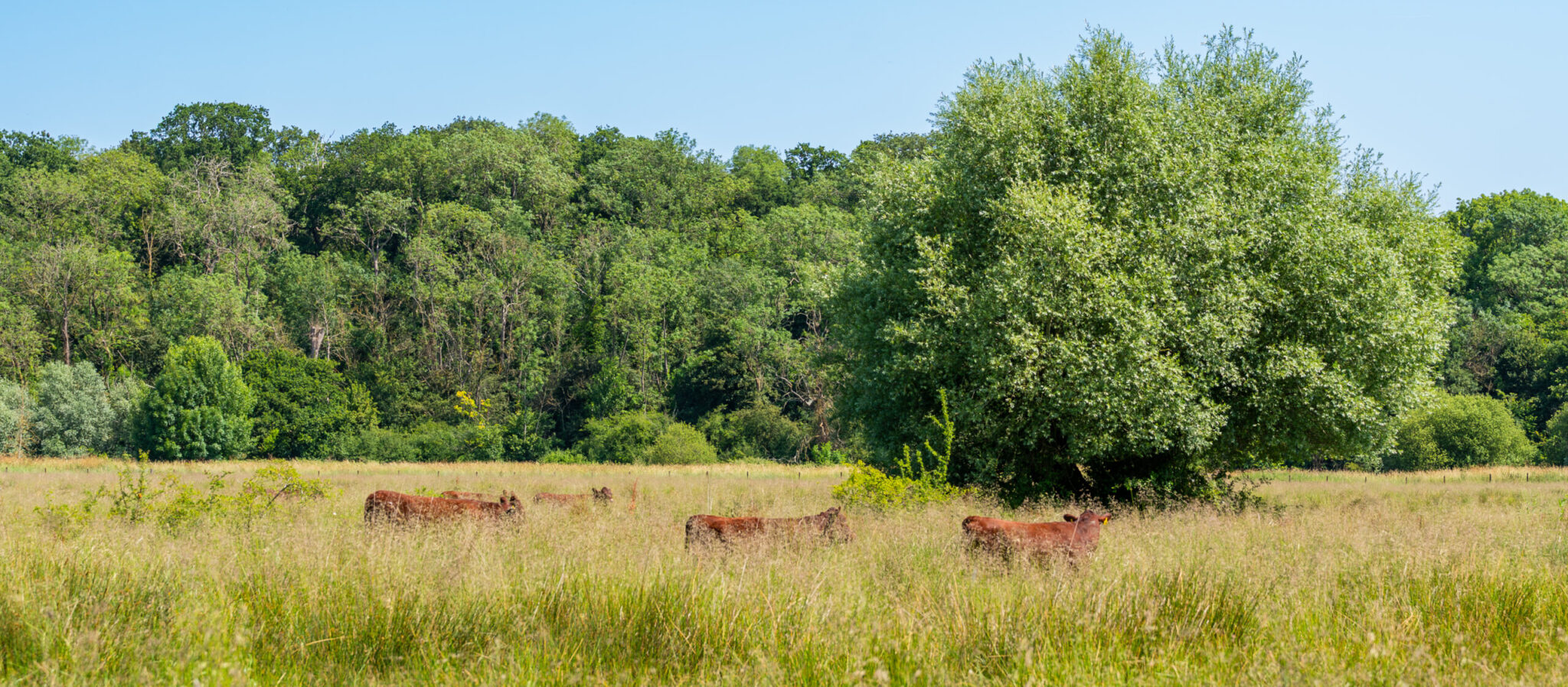 Ruby Red Cattle on the Rural Estate