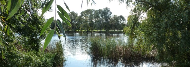 View across a peaceful lake with trees and tall green grasses surrounding the water