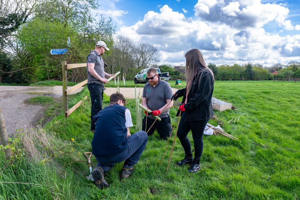 Three men and one woman on a green field planting some sapling trees