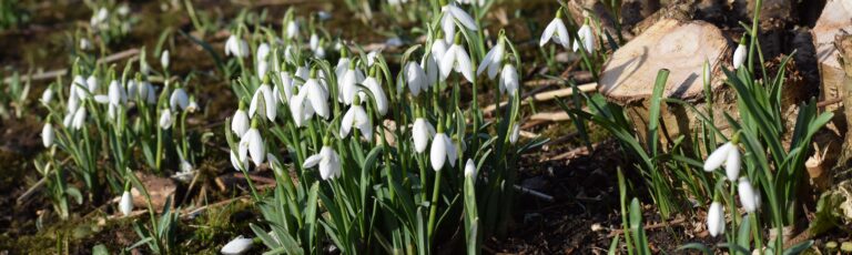 snowdrops in a woodland