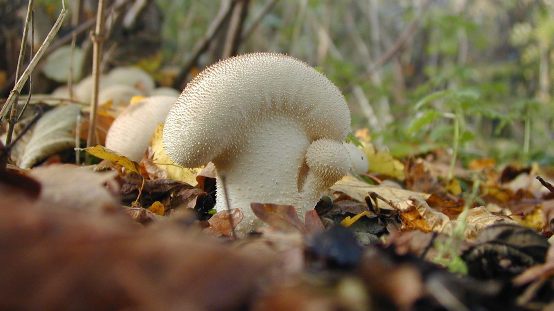 White fungi on a woodland surrounded by autumnal leaves