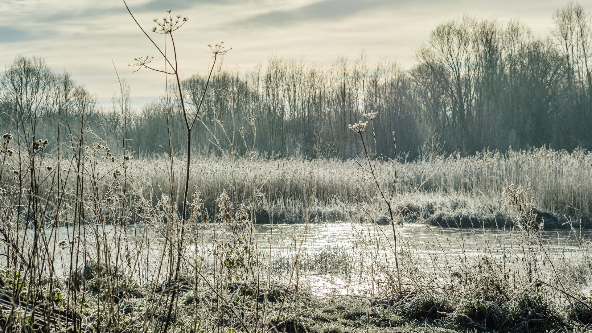 A beautiful winters view across a river with frosty trees and grass