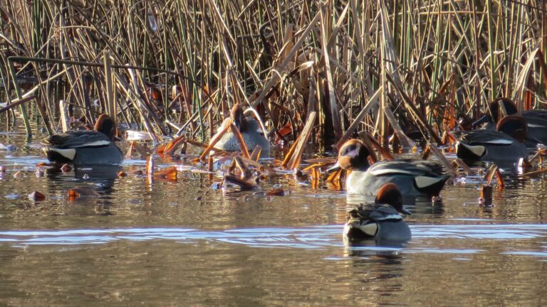 A group of Teal birds at the edge of a lake enjoying the water