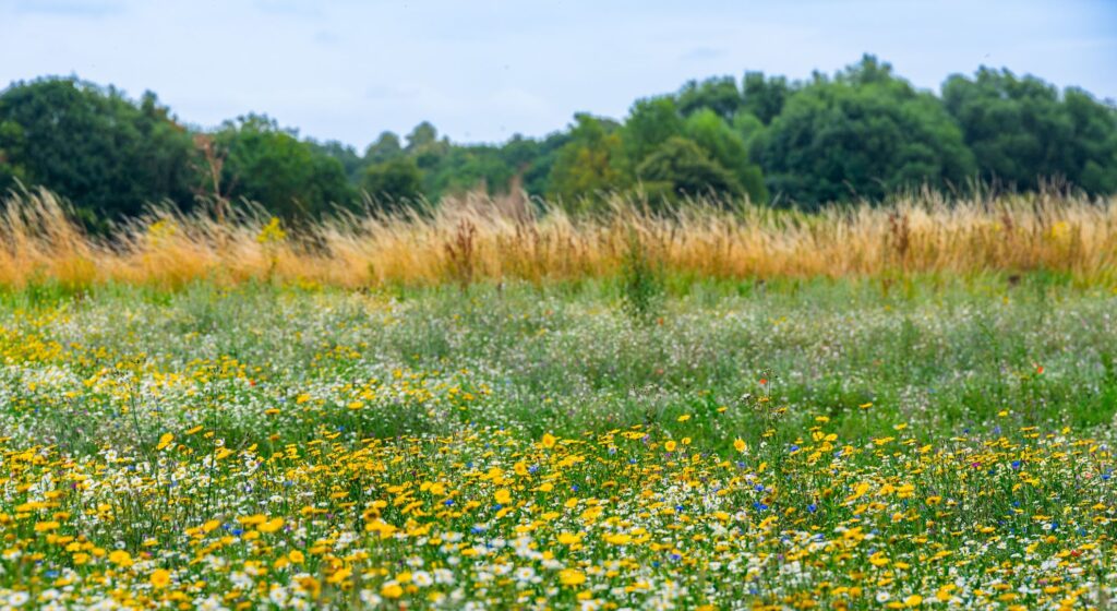 A wildflower meadow full of summer blooms in long green grass