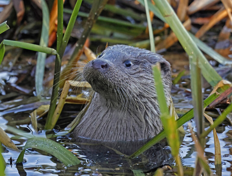 Otter in the river