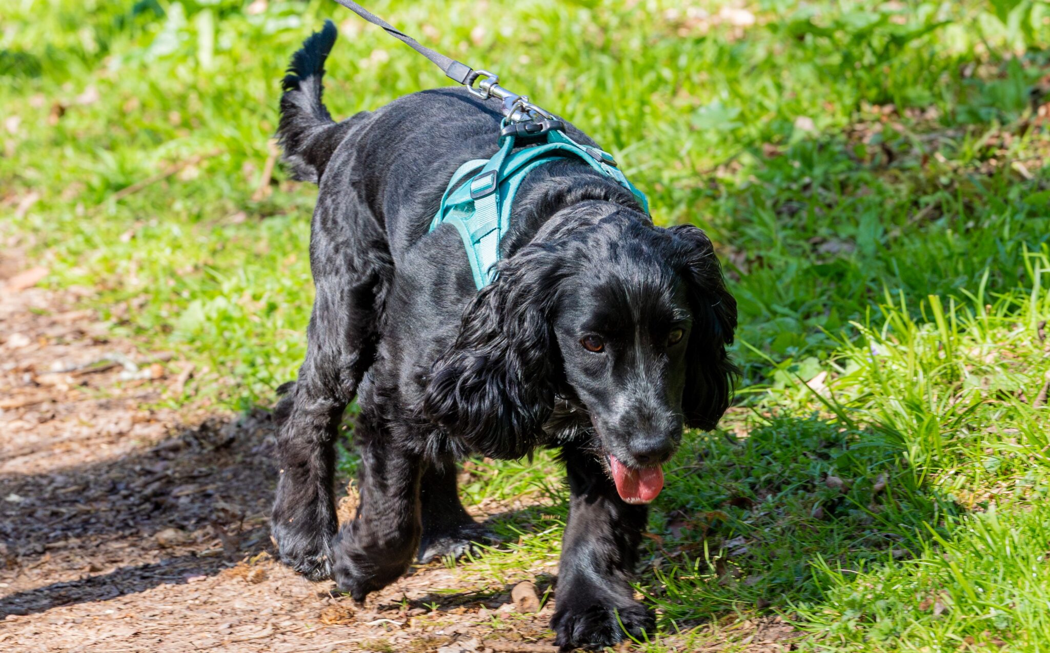 Black cocker spaniel dog on a lead