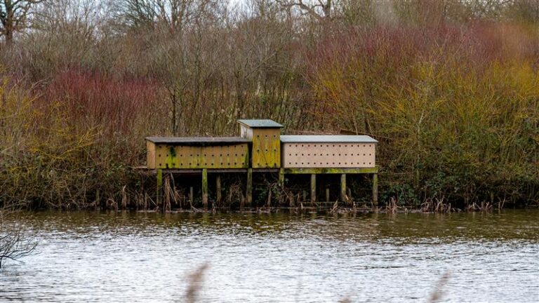 Sandmartin nesting box on Lynch Lake in Ferry Meadows