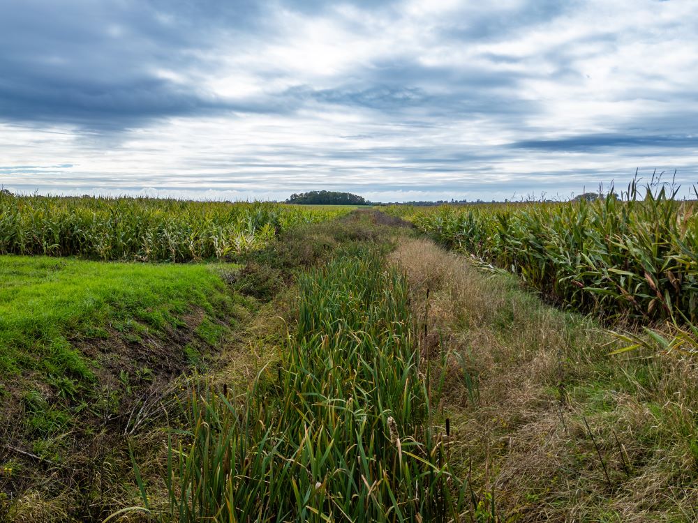 A thriving farming field full of crops