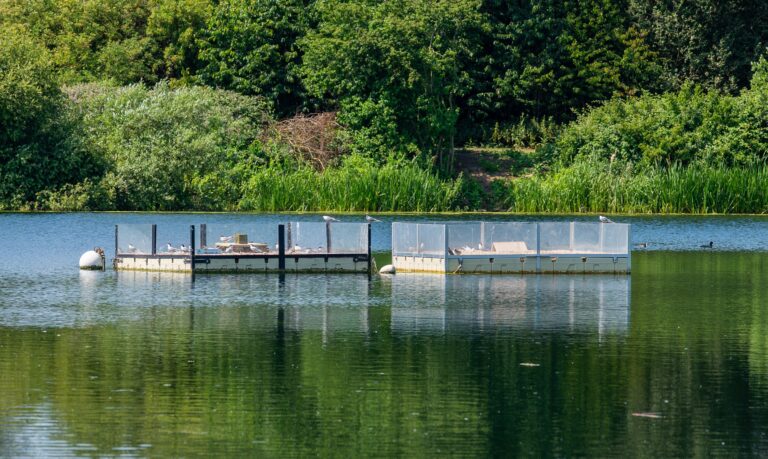 Tern nesting raft on Overton Lake in Ferry Meadows