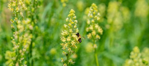 The image features a honey bee foraging on a Wild Mignonette plant with small yellow flowers.