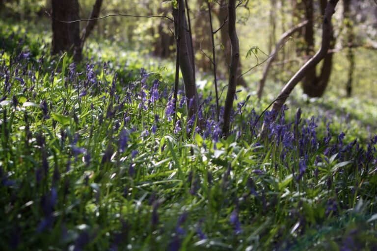 Bluebell flowers in bloom in a woodland setting
