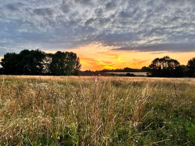 A farming field at sunset