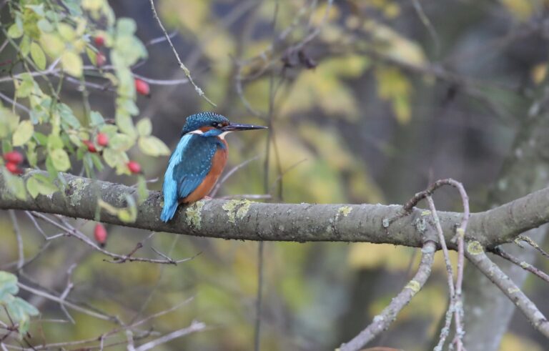 Kingfisher on a branch