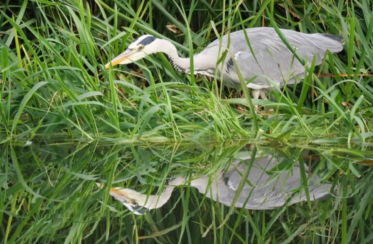 heron looking at its reflection in the river