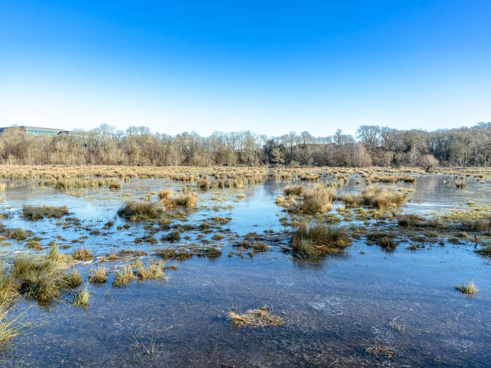 A wetland meadow in the winter sunshine