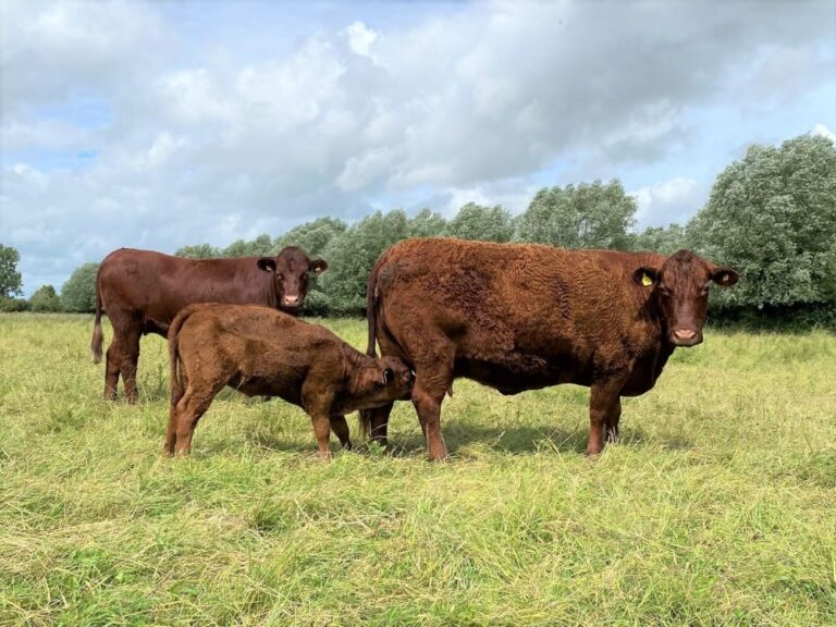 two female brown cows with a smaller calf in a farming field