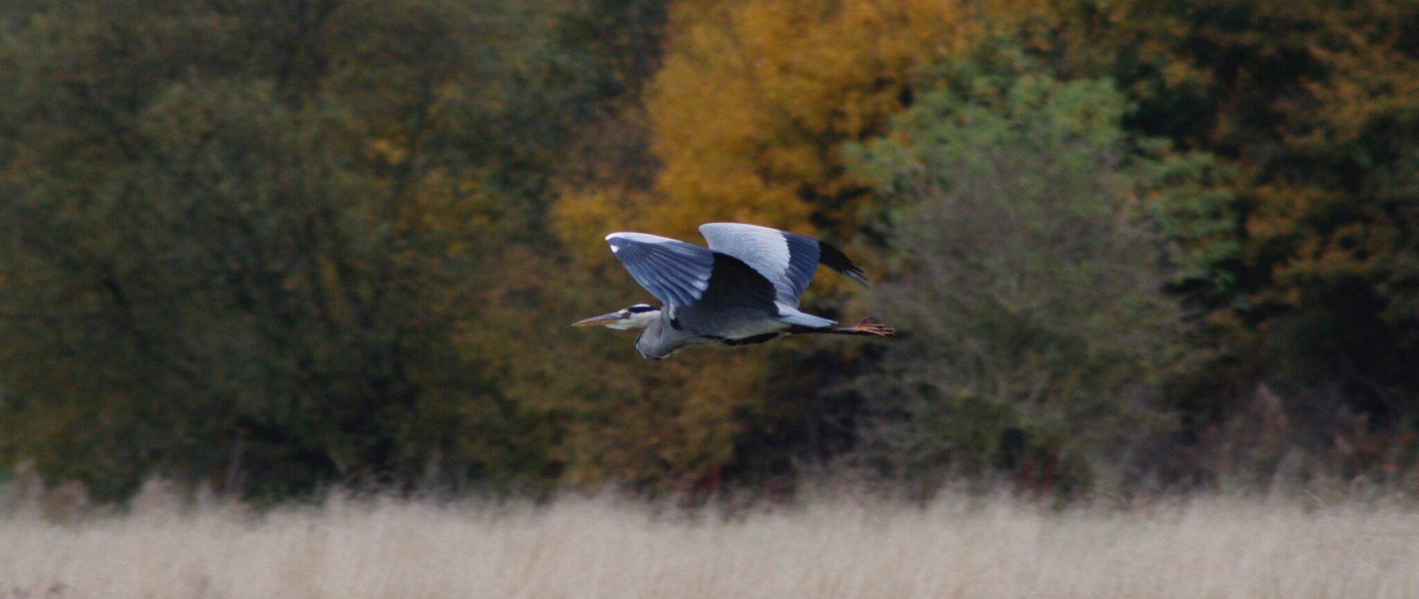 Flying heron