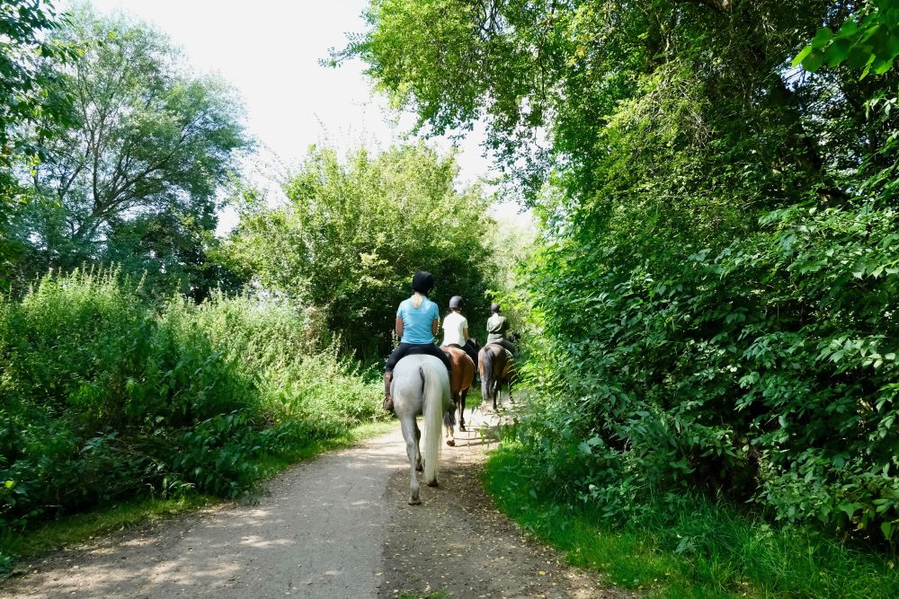 Photo taken behind three riders on their horses along a path with green trees and plants along each side