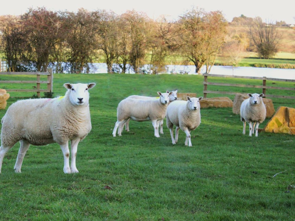 flock of white sheep in a farming field facing the camera