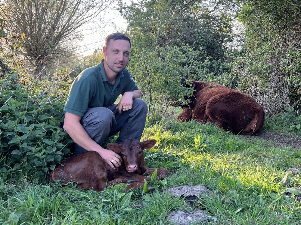 Farmer with a small brown calf in a field with its mother laying close by