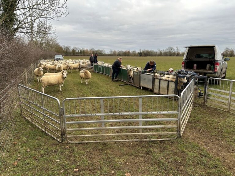 sheep in a pen in a farming field