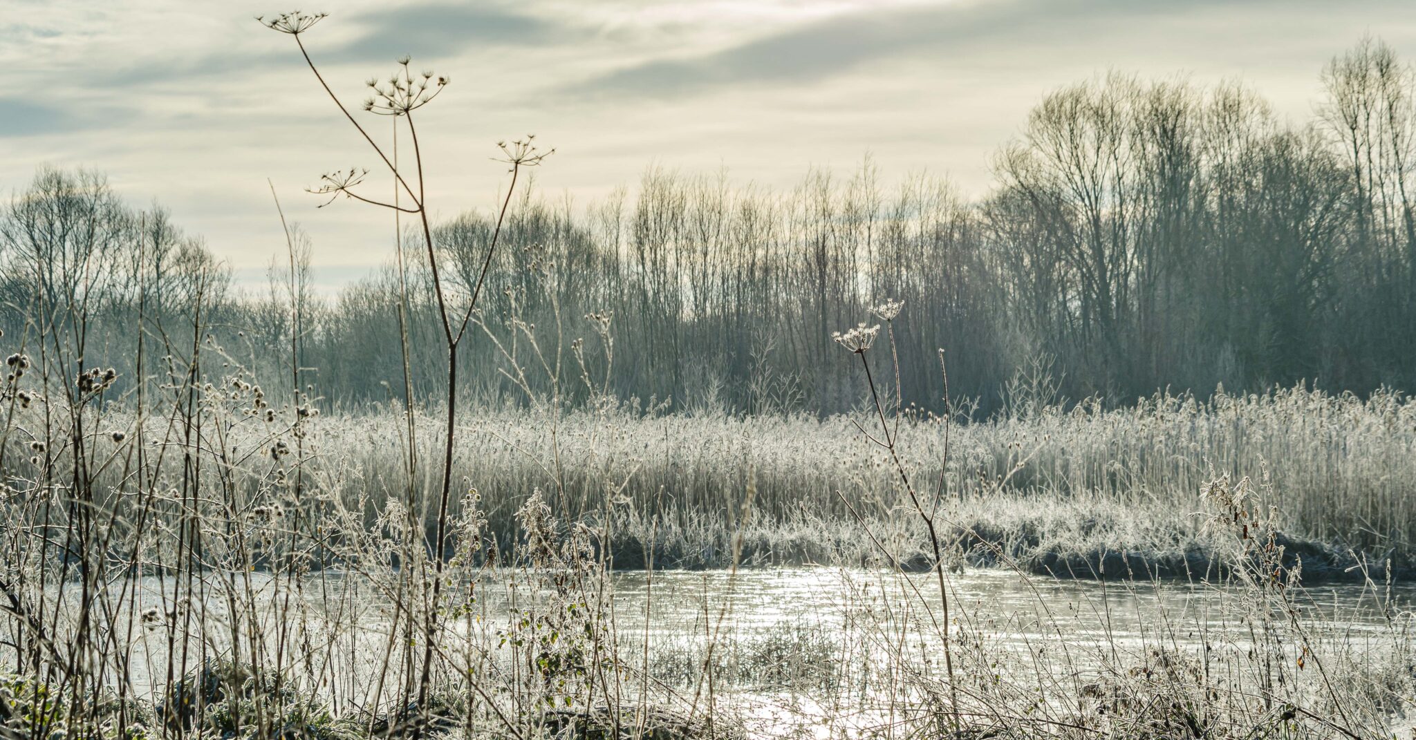 Frosty park scene