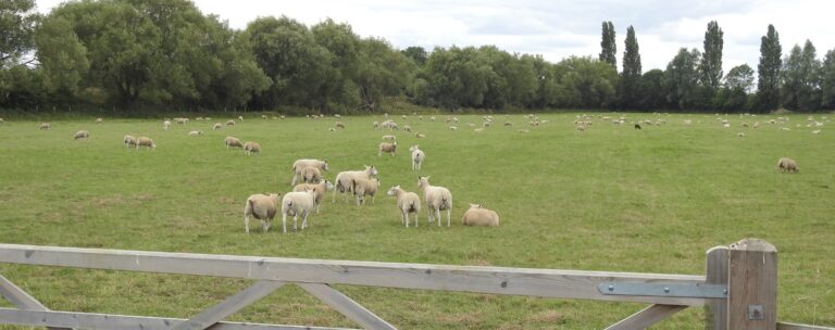 small herd of white sheep in a green grass farming field surrounded by trees