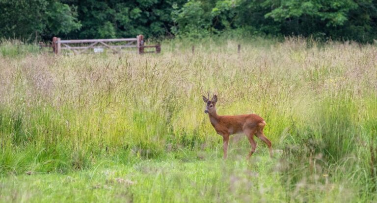 Deer on the meadow