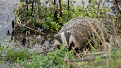 A badger hides in the green undergrowth on the bank of a river.