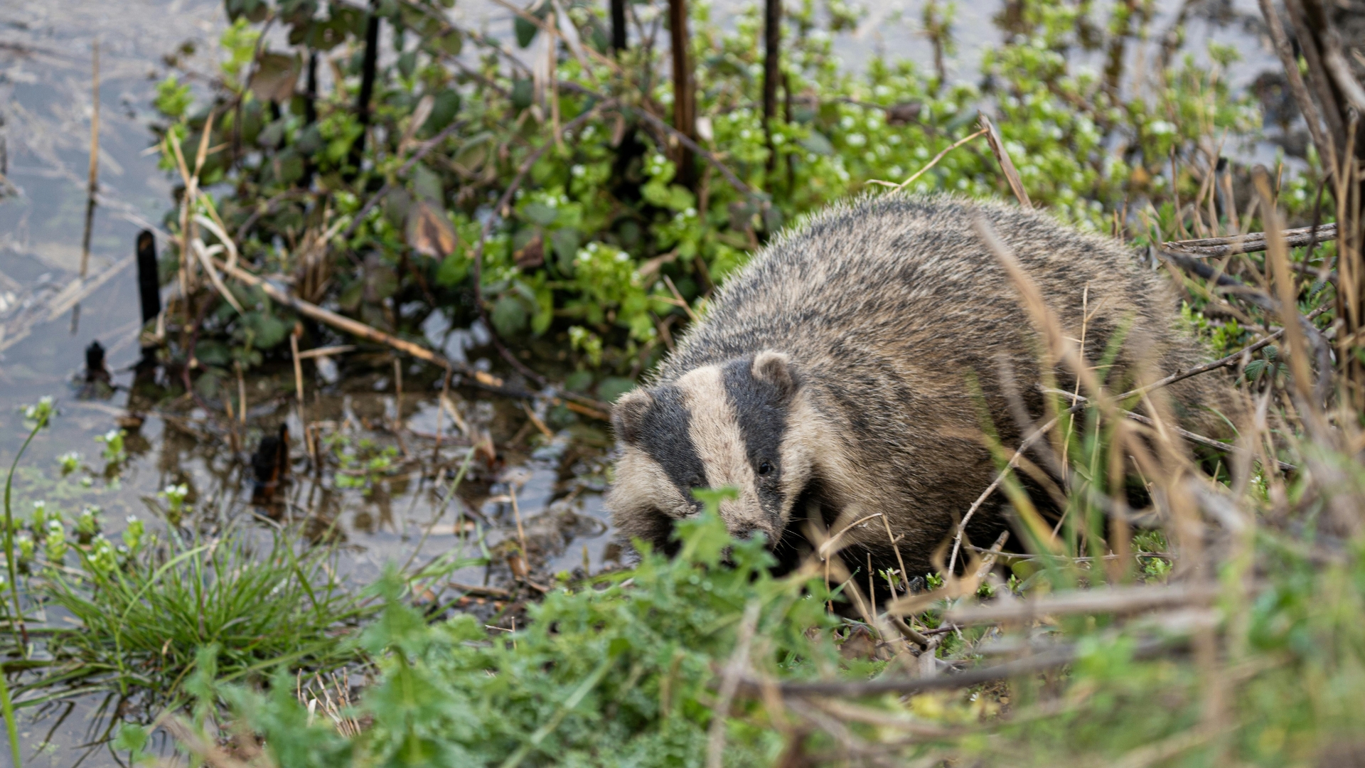 A badger hides in the green undergrowth on the bank of a river.