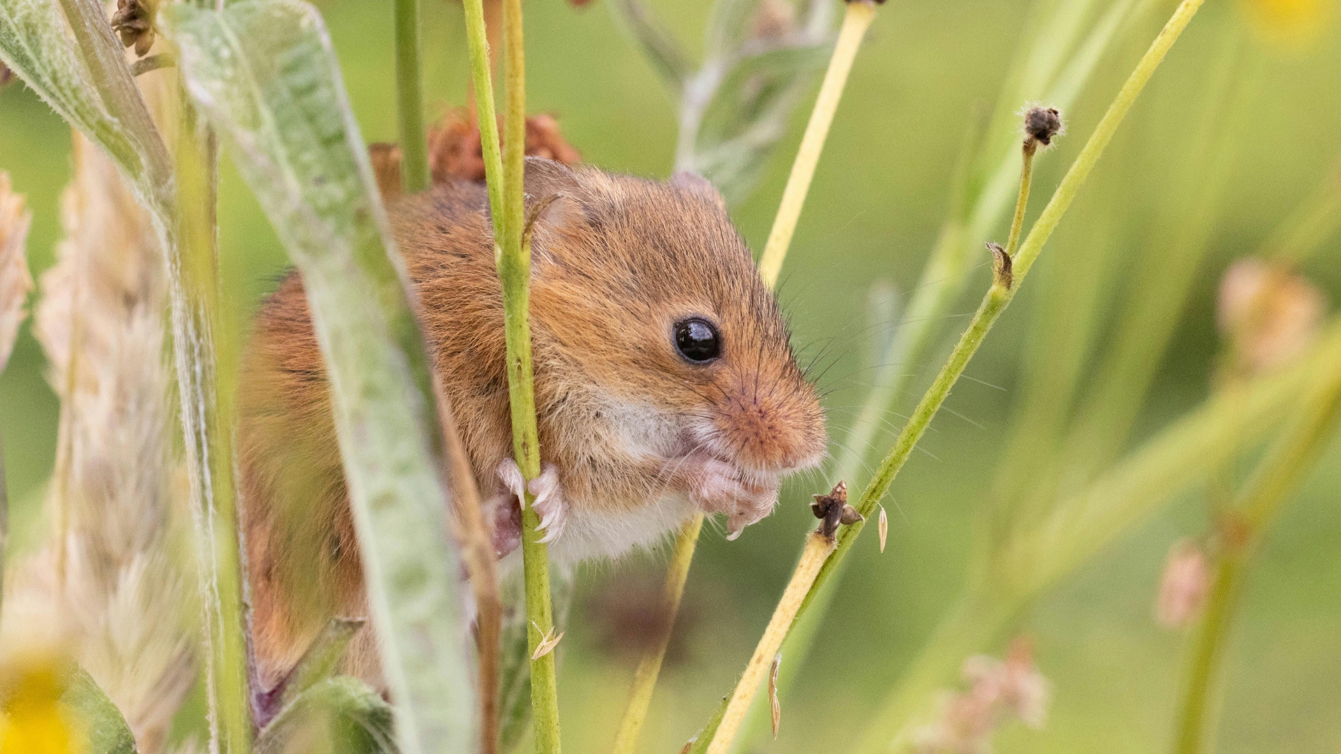 A tiny, ginger harvest mouse balances on some long blades of grass as it tucks into a nice snack of seeds.
