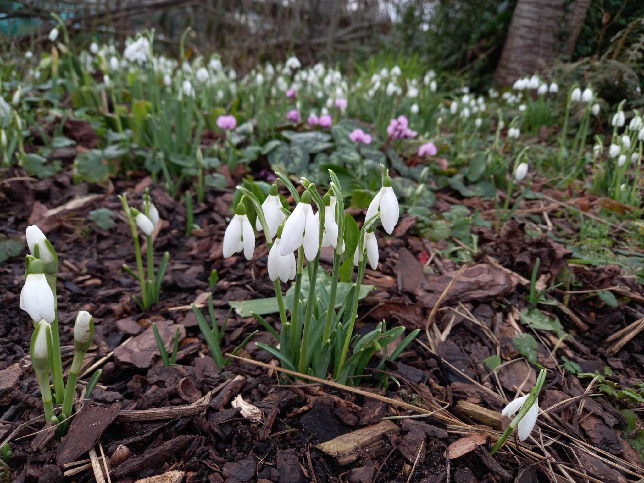 snowdrops and cyclamen in woodland