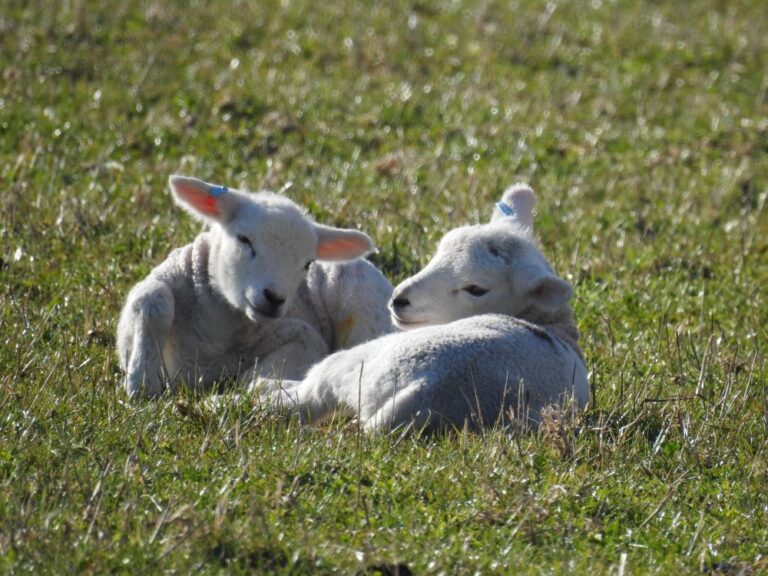 two littlle lambs cuddled up in a field